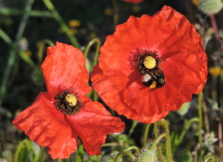 Vela Luka, Spring 2021